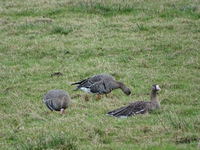 他的确仍在 他的确仍在
